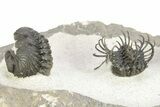 Spiny Koneprusia Trilobite With Austrops - Ofaten, Morocco #268857-10